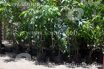 bolsa-vivero-almacigo